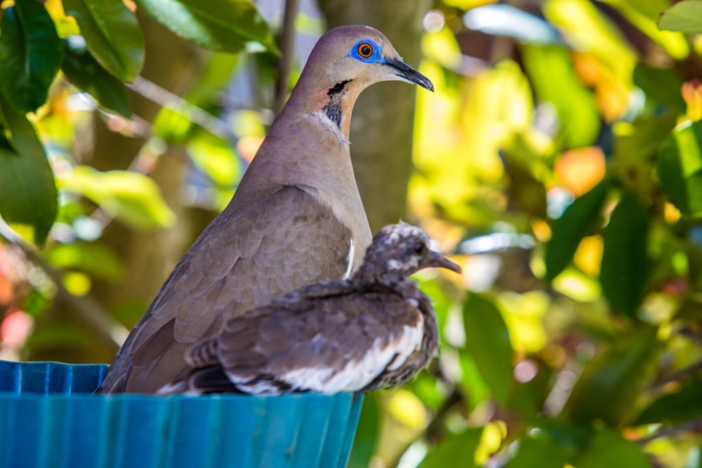 2018 4Apr Dove Fledgling 2