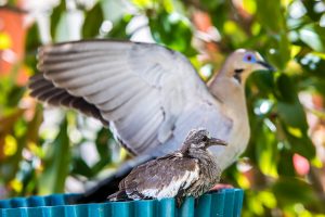 2018 4Apr Dove Fledgling 5 1