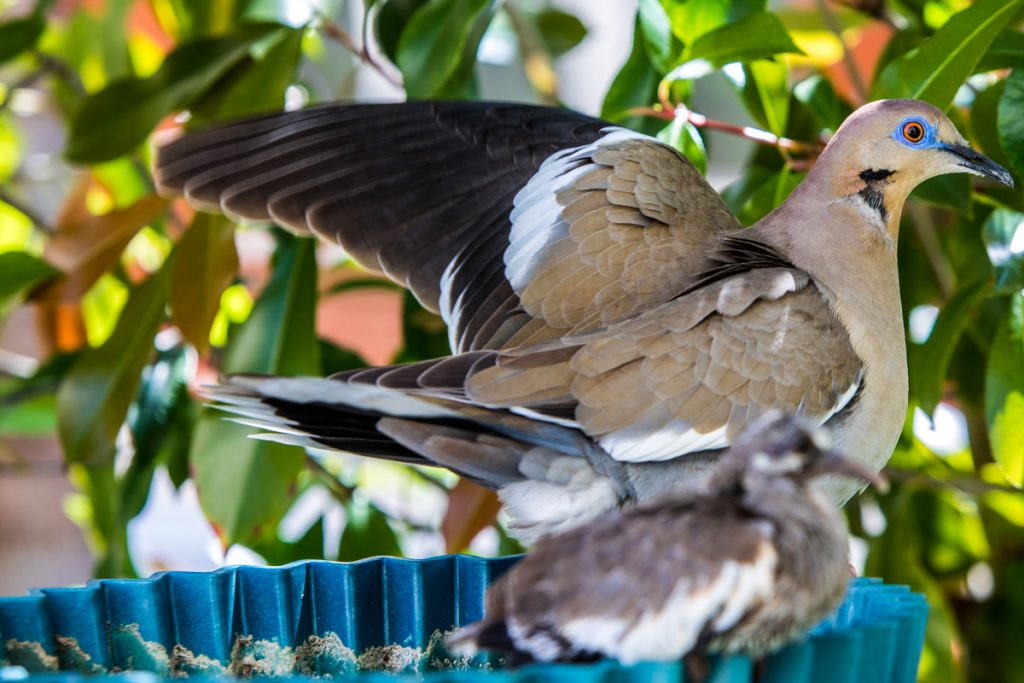 2018 4Apr Dove Fledgling 6